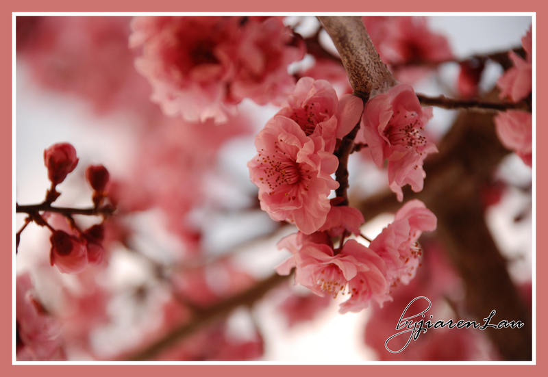 Cherry blossom at USQ Japanese Garden